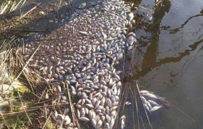 Госэкоинспекцией рассчитаны убытки из-за гибели рыбы: Более 10 млн гривен