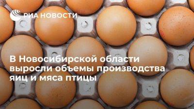 В Новосибирской области выросли объемы производства яиц и мяса птицы