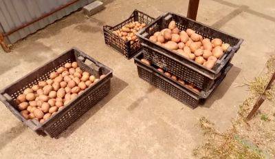 Делайте запасы, пока можно: в Украине рекордно и быстро дорожает картошка