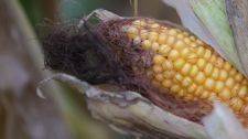 Эксперимент по подсушиванию кукурузы: что говорят о перспективах Минсельхозпрод и ученые