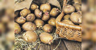 Помогут яблоки: как не дать картошке прорасти зимой в теплой квартире