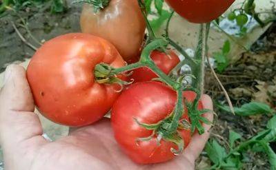 Лучше не рискуйте: почему нельзя кушать треснувшие помидоры и в чем их опасность