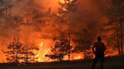 В Греции из охваченного огнем леса пожарные спасли 25 нелегалов