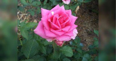 Перестаньте поливать розы в саду: какую распространенную ошибку дачники делают ранней осенью