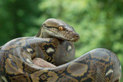 Зафиксирован первый в мире случай передачи паразита от змеи к человеку