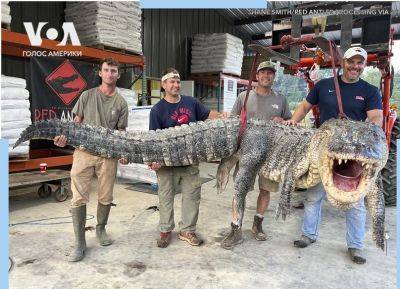 Пойман гигантский аллигатор - obzor.lt - США - штат Миссисипи