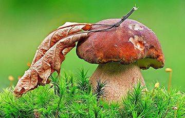 Белорусы похвалились первыми осенними грибами
