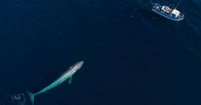 Спорное решение. Исландия отменила запрет на убийство китов в открытом море
