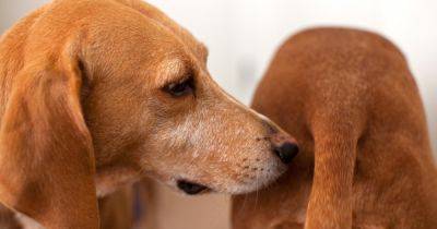 Суют нос куда ни попадя. Ученые рассказали, почему собаки обнюхивают друг друга сзади