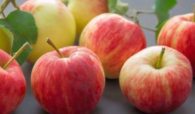 Жуйте как можно больше и чаще: какие украинские яблоки содержат больше всего витаминов