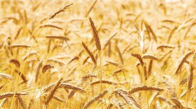 Цены на пшеницу отреагировали снижением на выход первого судна из украинского порта