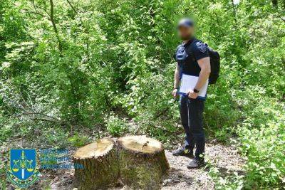 На Одещине нарубили деревьев в заповеднике на 80 миллионов гривен | Новости Одессы