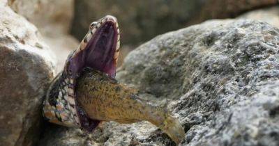 Неудачный обед. Змея подавилась инвазивной "острой" рыбой и чуть не умерла: ее спас ученый (фото)