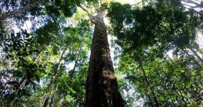Штраф $5 000 и тюрьма: почему местонахождение самого высокого дерева на Земле тайна