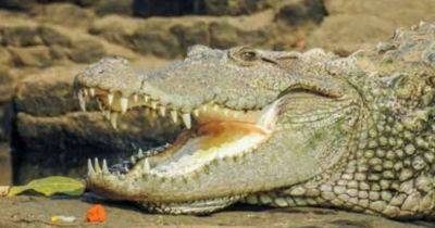 Крокодилы в Индии спасли собаку от нападения дикой стаи: мнения ученых разделились, что это значит (фото)