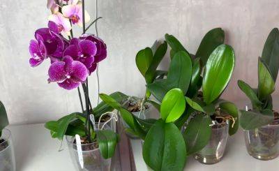 Что необходимо сделать, если ваша орхидея перестала цвести: ее можно реабилитировать