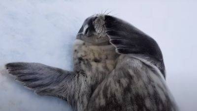 Украинские полярники показали милого детеныша тюленя и просят помочь придумать ему имя. Фото