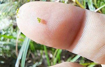 В Беловежской пуще нашли самое маленькое водное цветковое растение на нашей планете