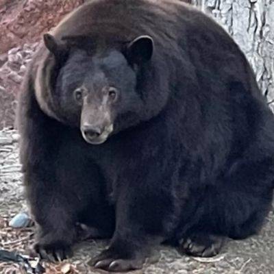 Медведицу-взломщицу, которая ограбила более 20 домов, поймали в США