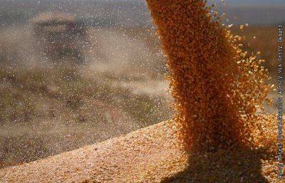 Закупок зерна в госфонд в России в этом году не будет