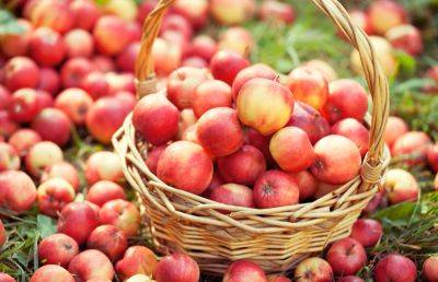Урожай яблок, груш и черешни вас удивит в следующем году: чем нужно обязательно подкормить деревья осенью