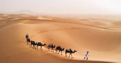 Сахара превращается из песчаной пустыни в зеленый лес каждые 21 000 лет: как это может быть