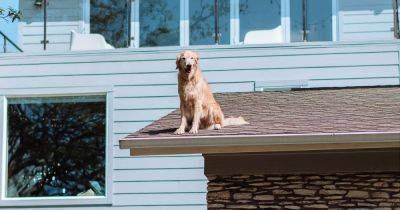 Установила табличку: женщина объяснила, почему ее собака постоянно сидит на крыше (фото)
