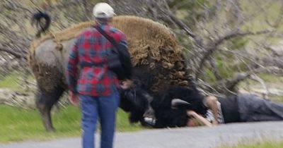 "Незабываемое фото": турист хотел сделать селфи с бизоном и поплатился за это (фото)