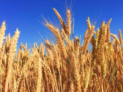 Словакия отменит запрет на импорт зерна из Украины - зерновой кризис