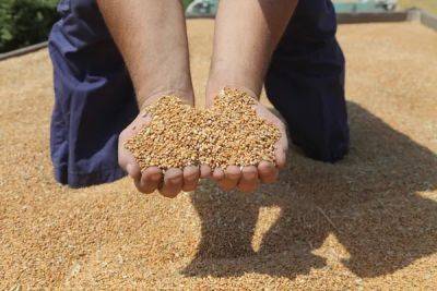 Словакия и Украина согласовали систему торговли зерном