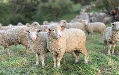 В Украину ограничен ввоз овец и коз из Болгарии - korrespondent - Украина - Болгария