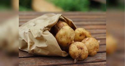Пять самых распространенных ошибок при длительном хранении картофеля: запомните их и не повторяйте!