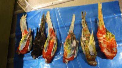 Израильтянин вез в чемодане 12 редких попугаев: половина умерли