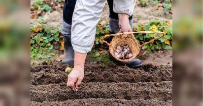 Желательно разрыхлить почву, перекопав ее: как правильно сажать луковичные цветы осенью