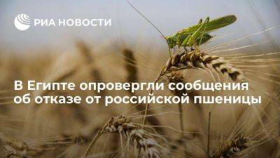 Помощник египетского министра опроверг сообщения об отказе от российской пшеницы