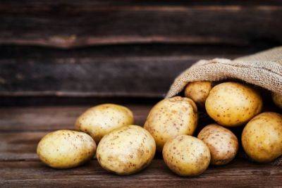 Уборка картофеля – как правильно хранить урожай – полезные советы