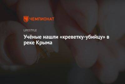 Учёные нашли «креветку-убийцу» в реке Крыма