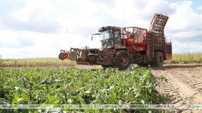 Более 940 тыс. тонн сахарной свеклы накопано в Беларуси