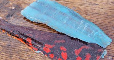 Филе ярко-синего цвета: американец был поражен, разрезав пойманную им рыбу (фото)