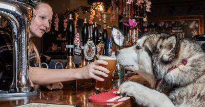 Самая вкусная выпивка на районе: в Британии выбрали лучший паб для собак - focus.ua - Украина - Англия - Великобритания