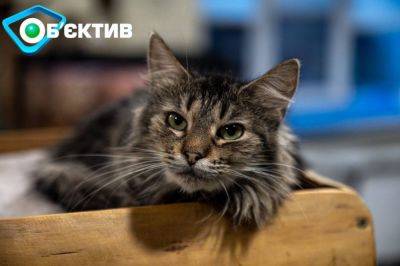 Им нужно общение с людьми: в Харькове есть контактный центр с котами из фронта