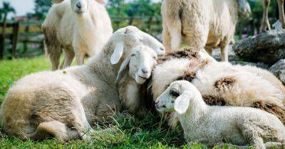 Могут быть опасны: овцы вторглись в теплицу и съели более 270 кг каннабиса