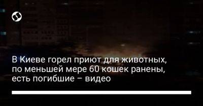 В Киеве горел приют для животных, по меньшей мере 60 кошек ранены, есть погибшие – видео