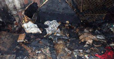 В Киеве из-за пожара в приюте для животных погибли семеро котов (ФОТО)