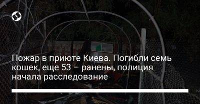 Пожар в приюте Киева. Погибли семь кошек, еще 53 – ранены, полиция начала расследование