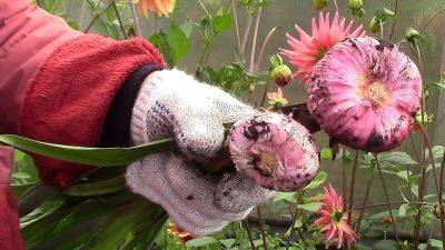 Не погубите свои любимые цветы: при какой температуре нужно срочно выкапывать гладиолусы