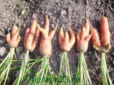 Две тыквы и ящик морковки: в Лисичанск привезли щедрый "урожай"