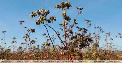 Belarus' buckwheat harvest reaches 45,000t