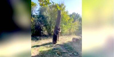 Превзошел Шварценеггера. Боец ВСУ, таскающий на плече гигантские бревна, поразил соцсети — видео