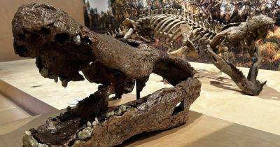 Не родственник современных рептилий. Ученые 14 лет думали, как назвать доисторического крокодила (фото, видео)